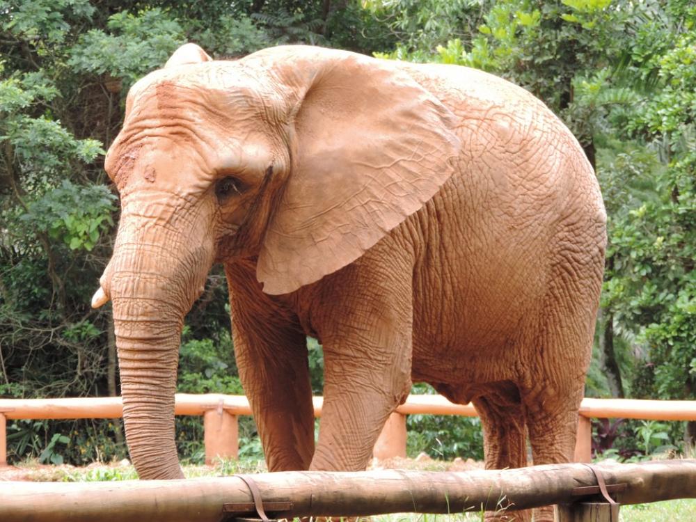 Elephant Great Wild Elephant Great Wild