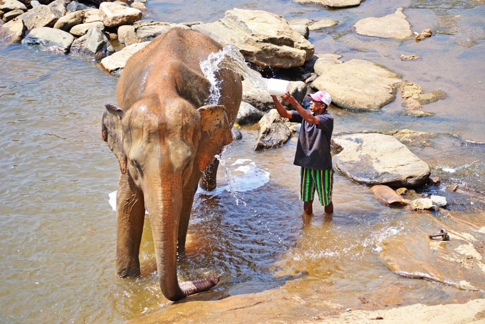 Elephant Bath Maha Oya River Sri Lanka Pinnawala Elephant Bath Maha Oya River Sri Lanka Pinnawala