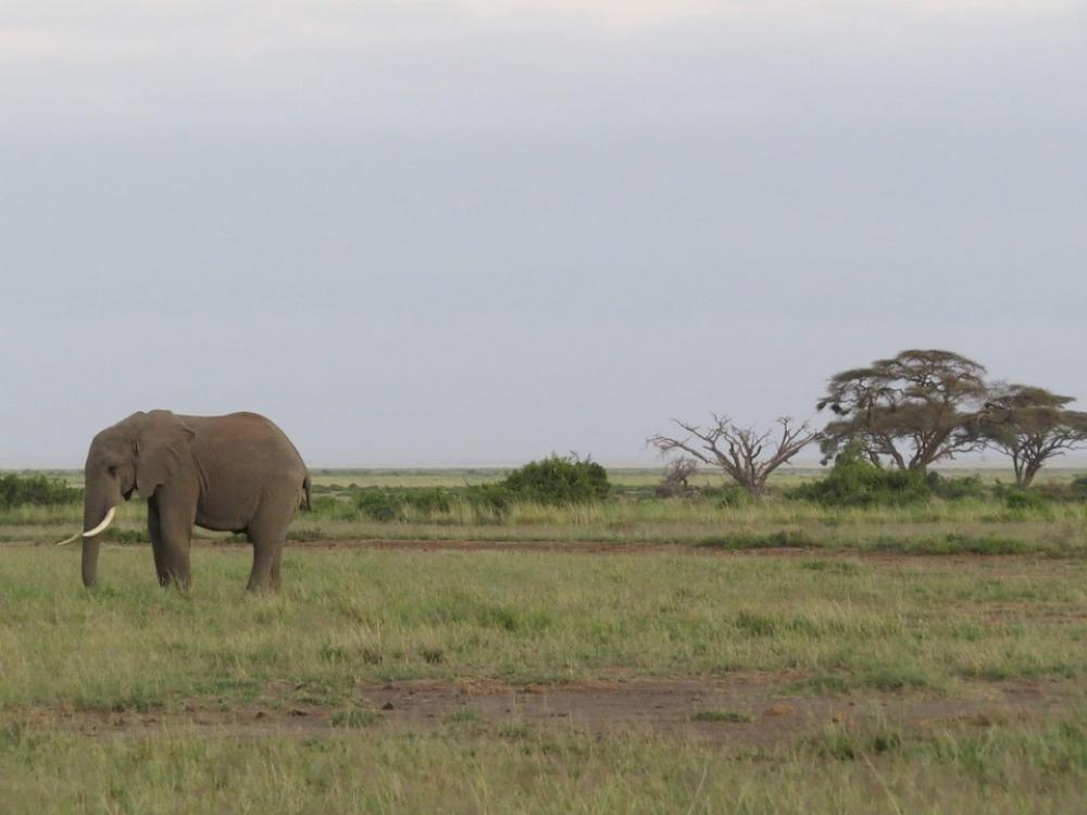 Elephant Africa Savannah Ivory Mammal Wildlife Elephant Africa Savannah Ivory Mammal Wildlife