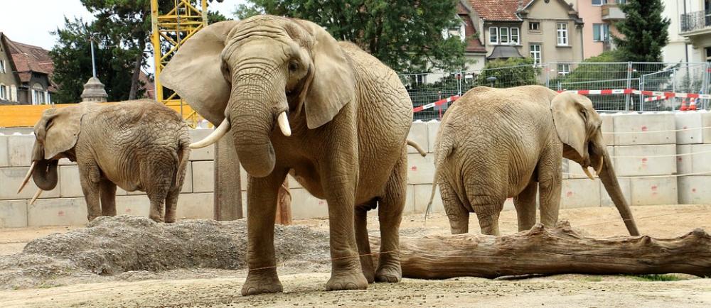 Elephant Animal Pachyderm Ruesseltier Mammals Zoo Elephant Animal Pachyderm Ruesseltier Mammals Zoo