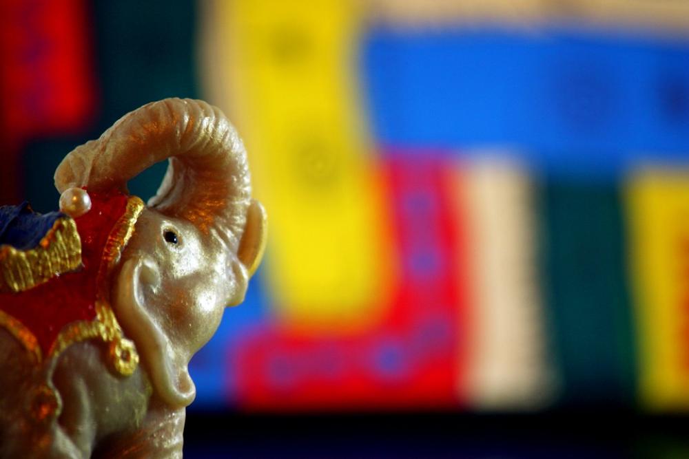 Elephant Colors Colorful Color Elephant Colors Colorful Color