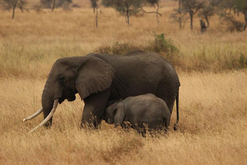 Elephant Baby Elephant Family Serengeti National Park Elephant Baby Elephant Family Serengeti National Park