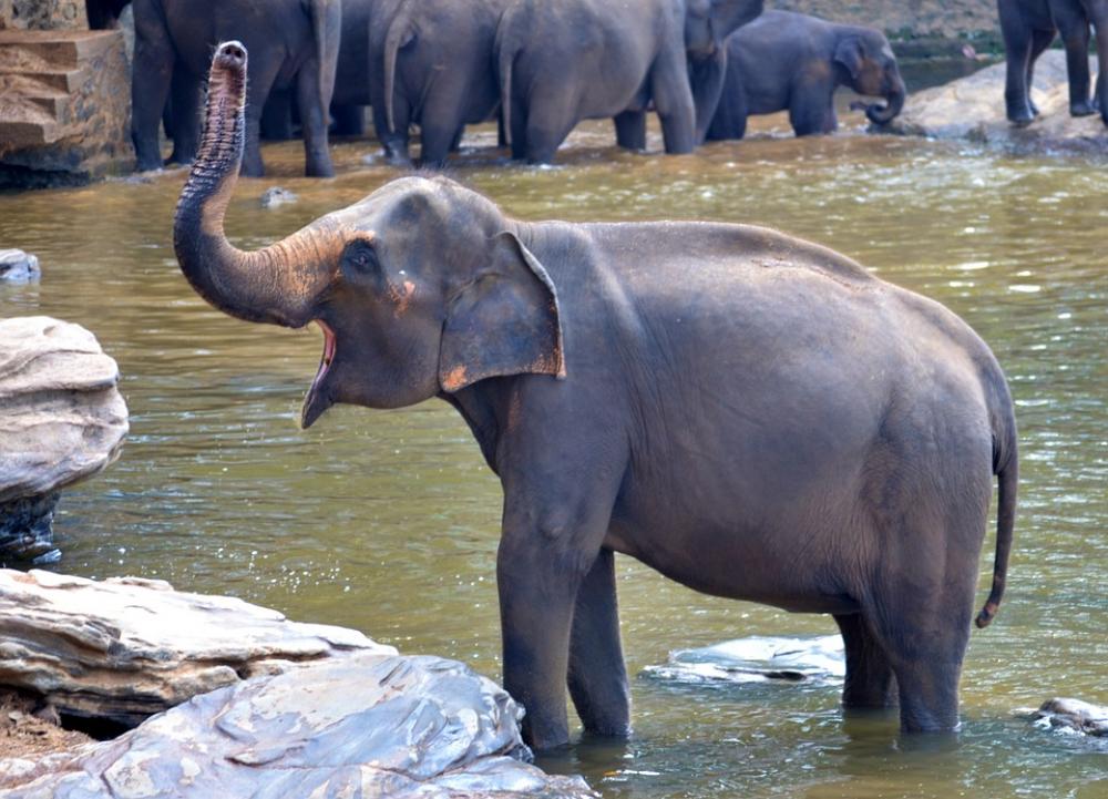 Elephant Bath Elephant Pregnant Elephant Elephant Bath Elephant Pregnant Elephant