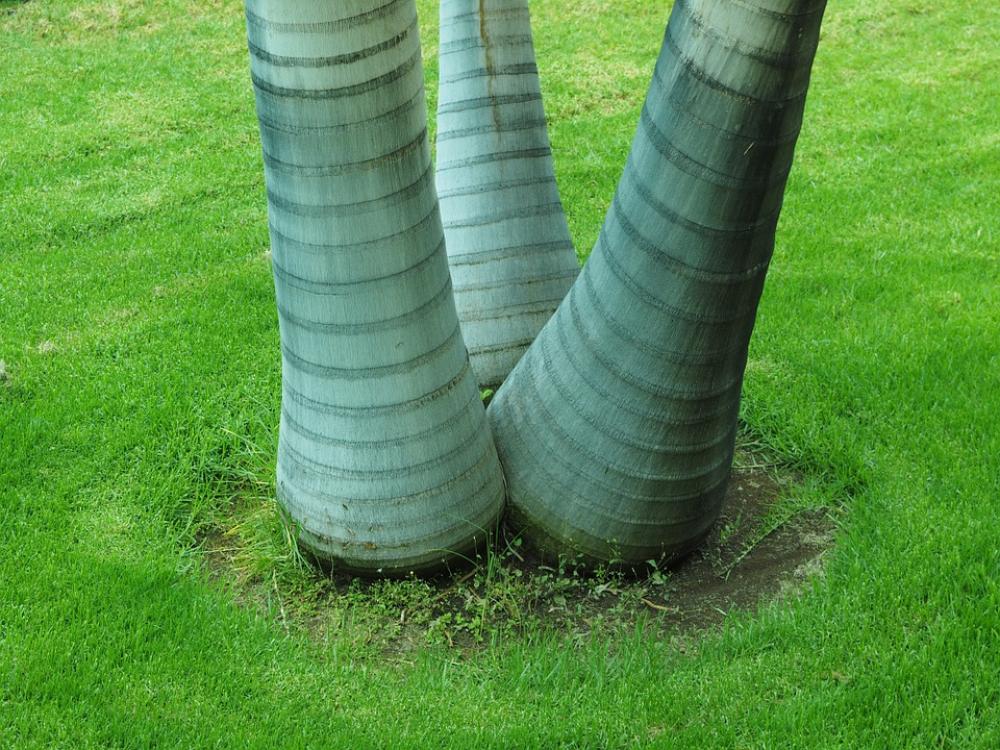 Elephant Foot Palm Green Tribe Rings Plant Three Elephant Foot Palm Green Tribe Rings Plant Three