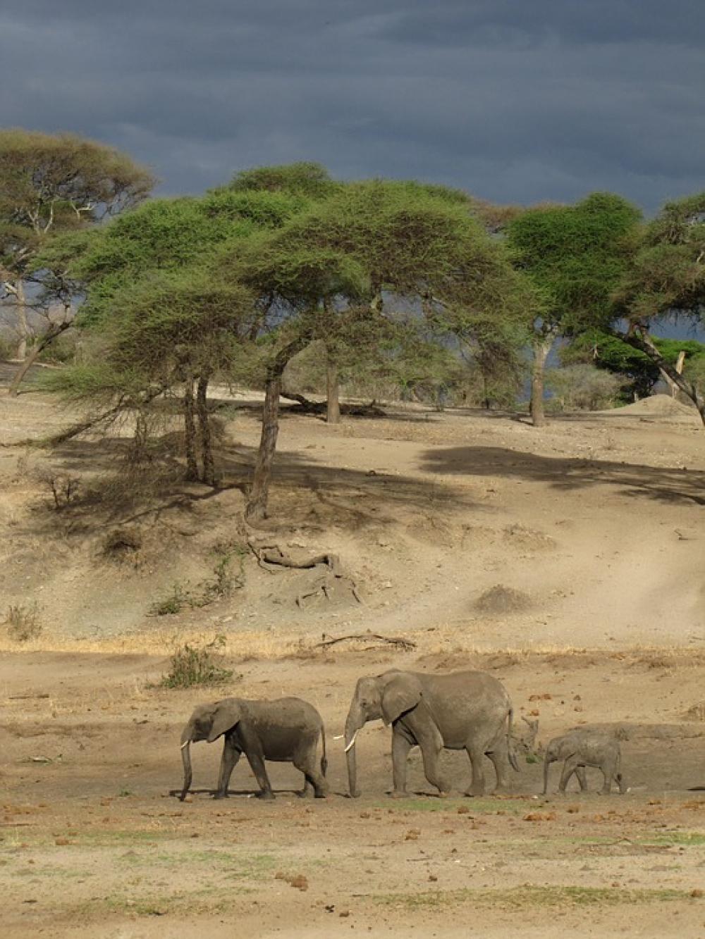Elephants Tanzania Nature Dark Air Mama Papa Elephants Tanzania Nature Dark Air Mama Papa