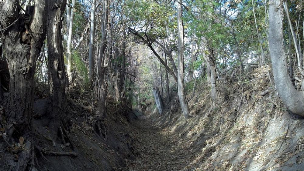 Erosion Canal Irrigation Fall Dead Trees Erosion Canal Irrigation Fall Dead Trees