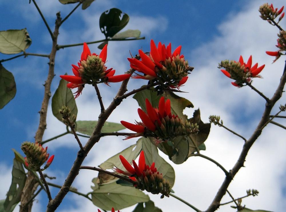 Erythrina Indica Flower Scarlet Coral Tree Erythrina Indica Flower Scarlet Coral Tree