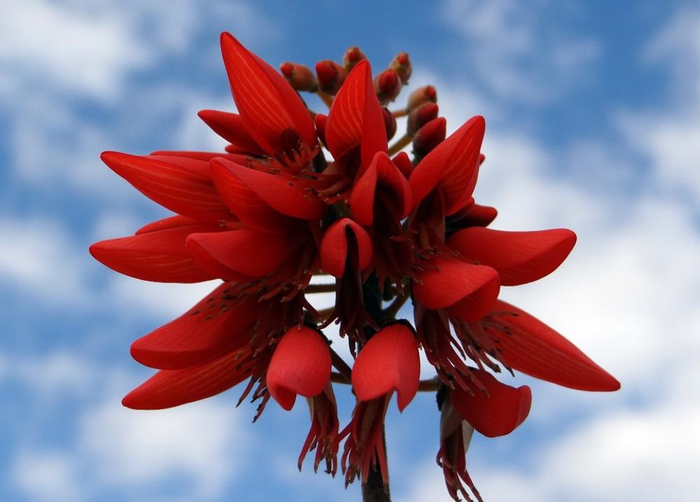 Erythrina Indica Scarlet Flower Coral Tree Erythrina Indica Scarlet Flower Coral Tree