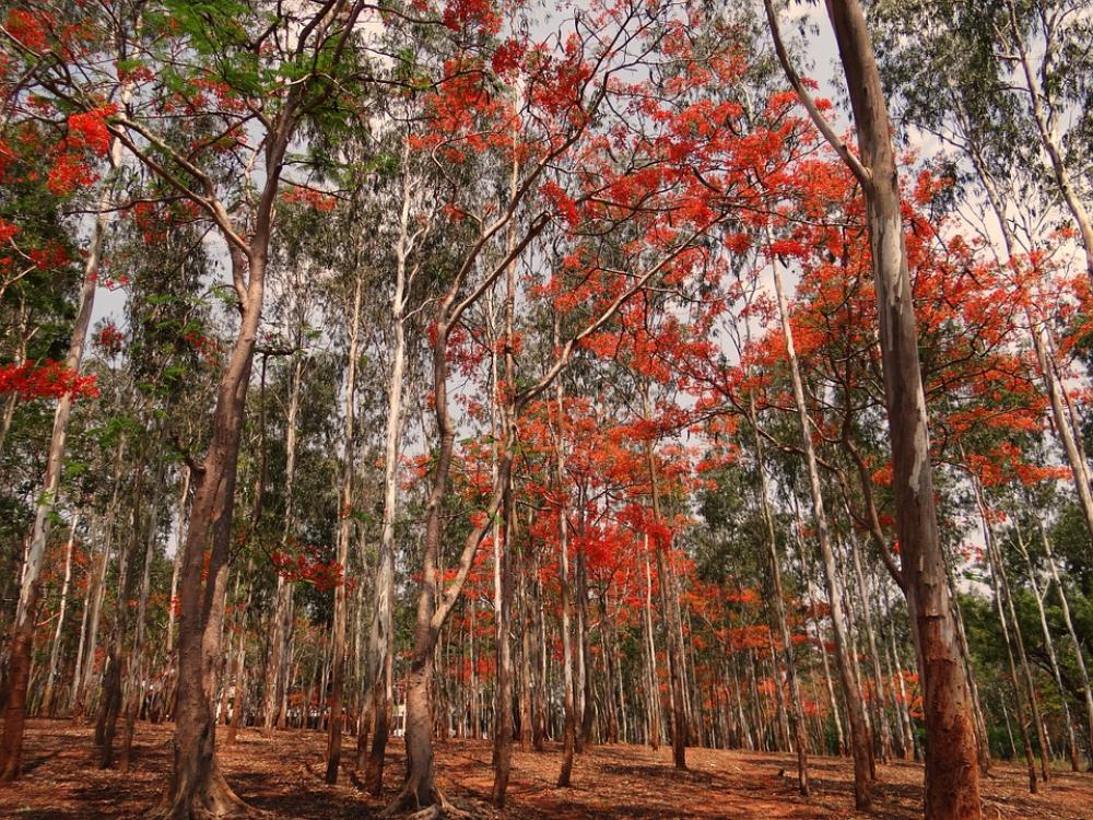 Eucalyptus Trees Forest Blooming Delonix Regia Eucalyptus Trees Forest Blooming Delonix Regia