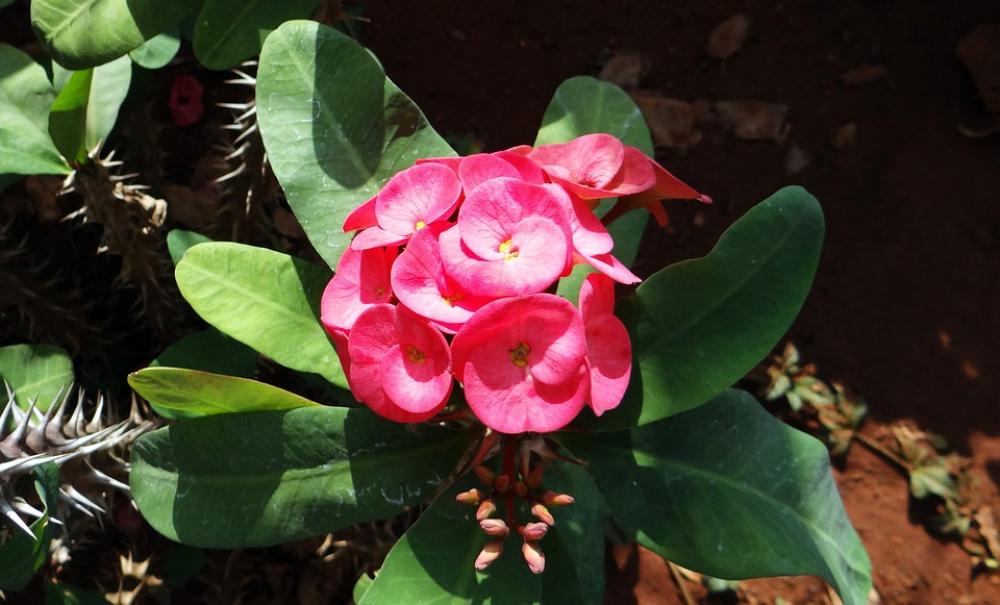 Euphorbia Pink Flower Hubli Nrupatunga Betta India Euphorbia Pink Flower Hubli Nrupatunga Betta India