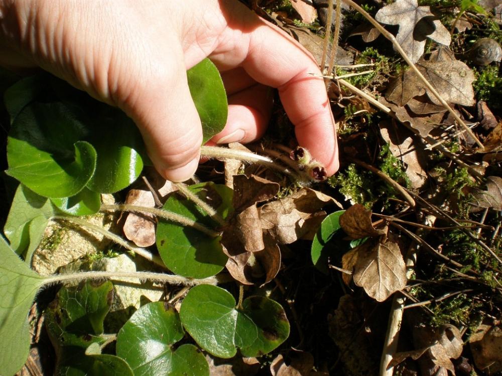 Europaeum Asarum Europaeum Bloom Inconspicuous Europaeum Asarum Europaeum Bloom Inconspicuous