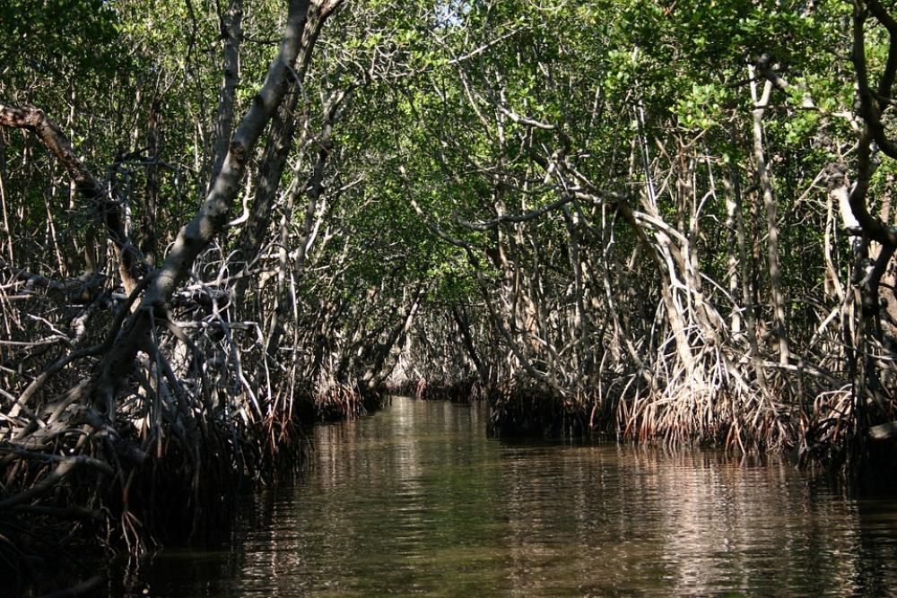 Everglades Florida Swamp Nature Water Marsh Everglades Florida Swamp Nature Water Marsh
