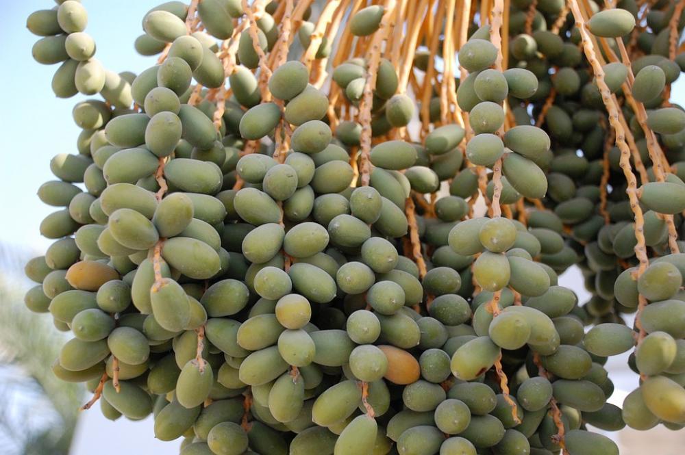 Exotic Plant Nature Tropical Exotic Plant Nature Tropical