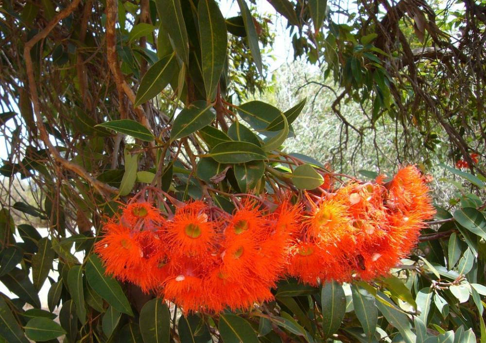 Exotic Flowers Bloom Nature Incomplete Flowers Exotic Flowers Bloom Nature Incomplete Flowers