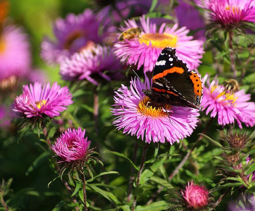 Fair Admiral Butterfly Insect Pollination Work Fair Admiral Butterfly Insect Pollination Work
