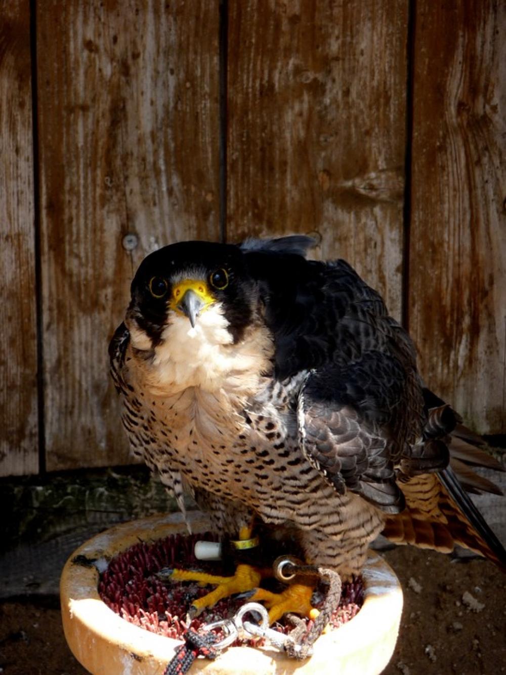 Falcon Bird Predator Breeding Falcons Falcon Bird Predator Breeding Falcons