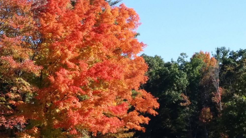 Fall Tree Orange Outdoor Autumn Colorful Natural Fall Tree Orange Outdoor Autumn Colorful Natural