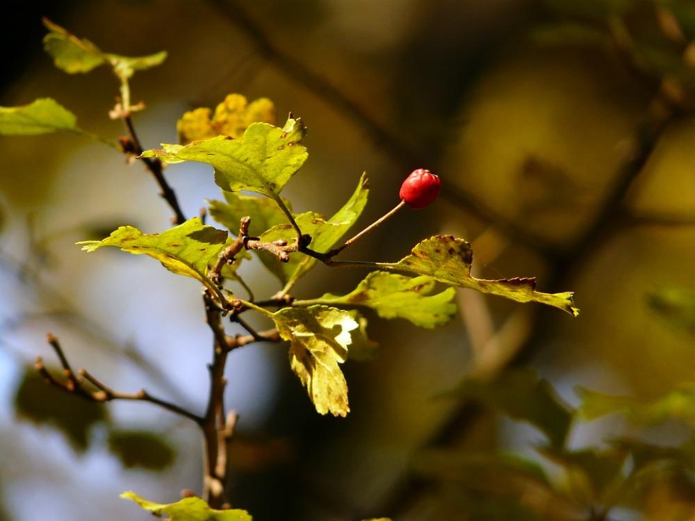 Fall Autumn Branch Nature Season Leaf Tree Fall Autumn Branch Nature Season Leaf Tree