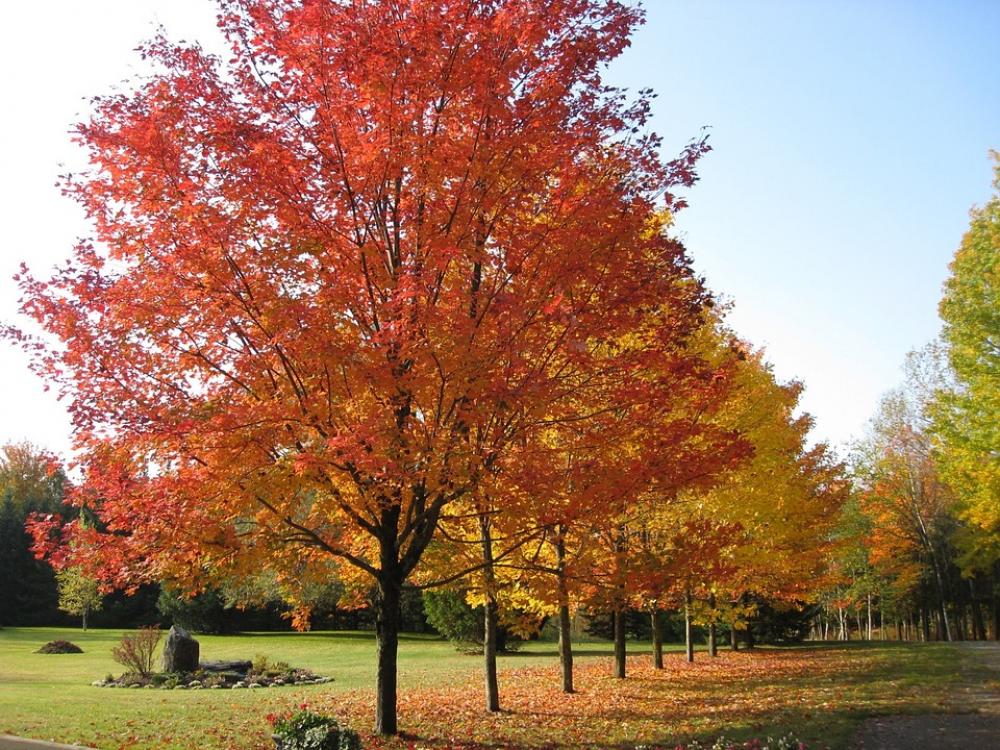 Fall Leaves Art Autumn Fall Leaves Art Autumn