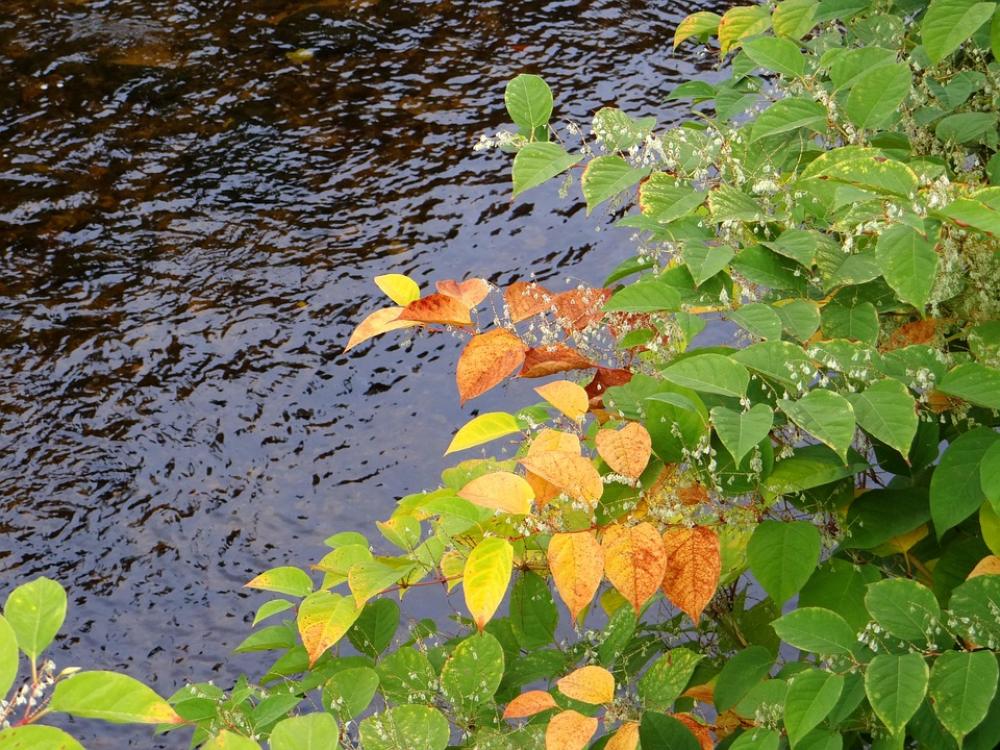 Fall Leaves Autumn Leaves Plant Colorful Leaf Fall Leaves Autumn Leaves Plant Colorful Leaf