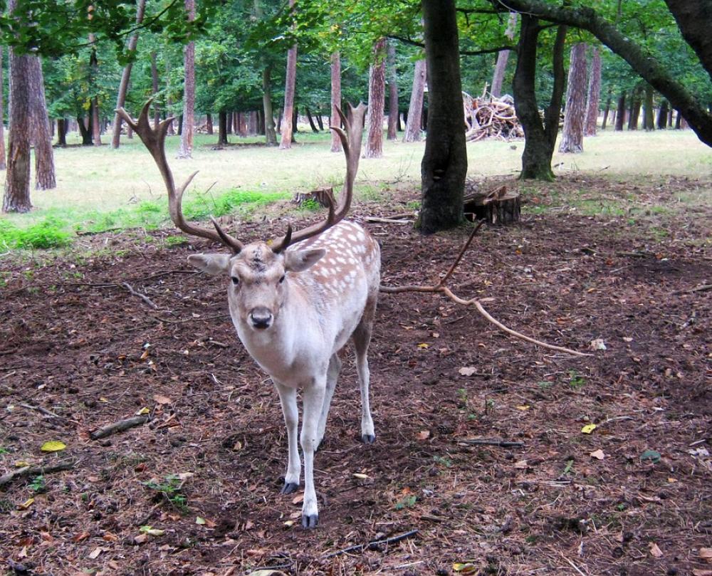 Fallow Deer Fur Stains Antler Scoop Graze Fallow Deer Fur Stains Antler Scoop Graze