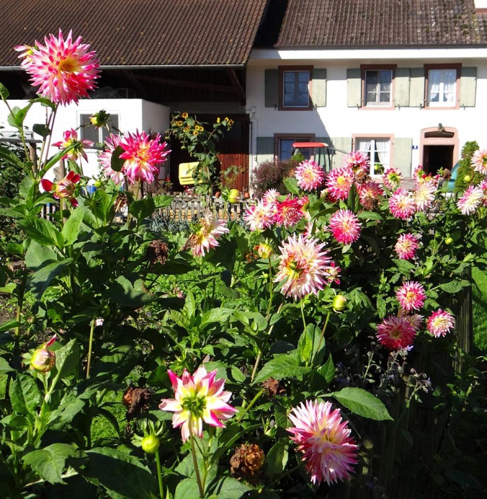 Farm Dahlias Rural Flowers Nature Pink Flower Farm Dahlias Rural Flowers Nature Pink Flower