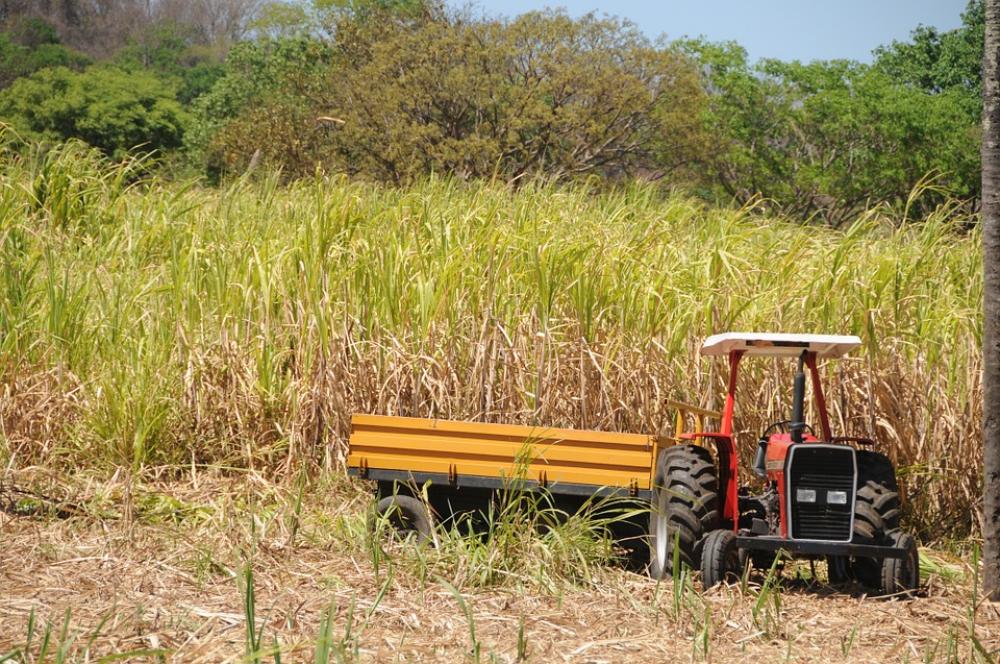 Farm Green Reed Bed Nature Field Landscape Farm Green Reed Bed Nature Field Landscape
