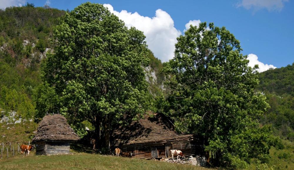 Farm Landscape Natural Cows Trees Clouds Sky Farm Landscape Natural Cows Trees Clouds Sky