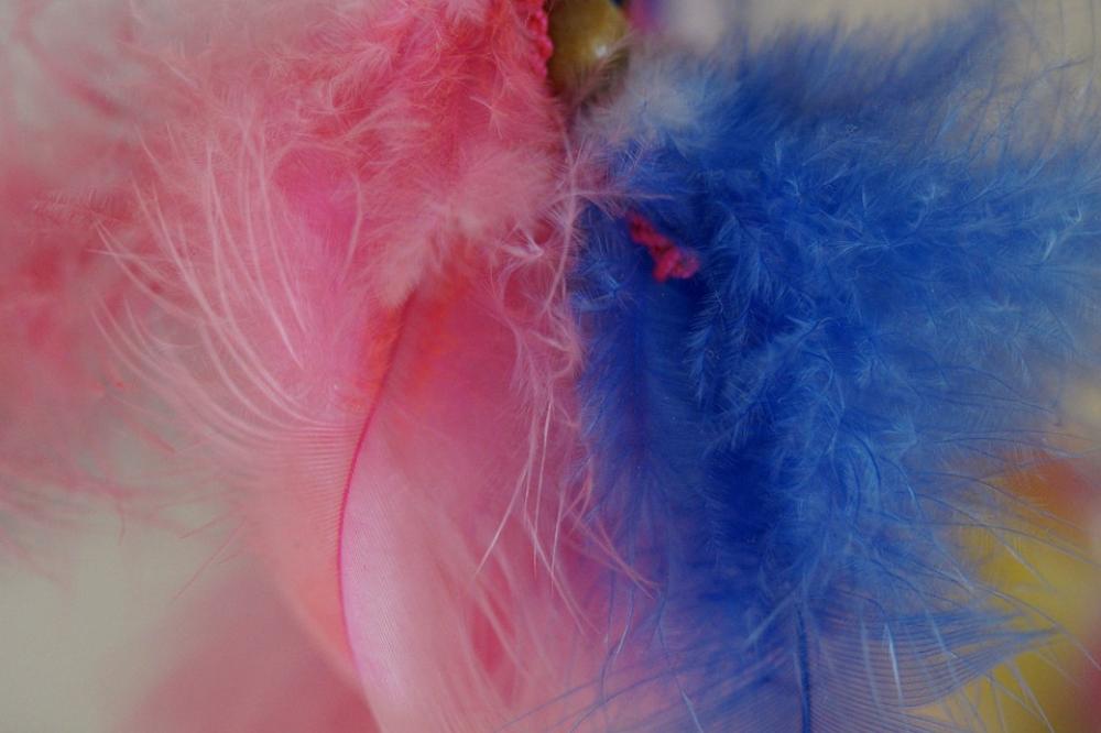 Feather Color Colored Tender Fine Colorful Feather Color Colored Tender Fine Colorful