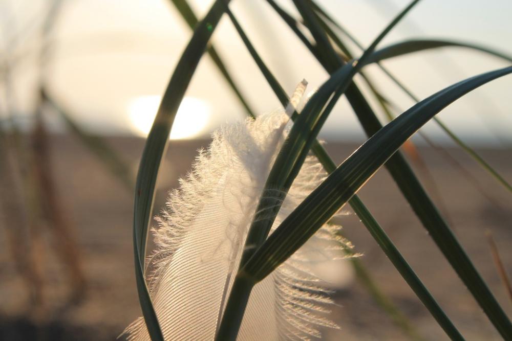 Feather Grass Backlighting Feather Grass Backlighting