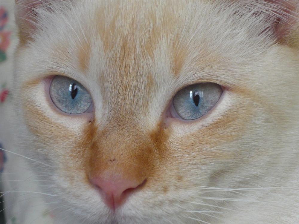 Feline Cat Animals Eyes Cat Face Cute Cat Feline Cat Animals Eyes Cat Face Cute Cat
