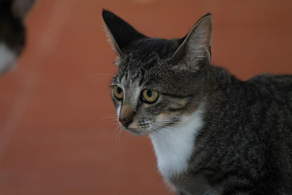 Feline Feline Look Tuned Animal Pet Cat'S Eyes Feline Feline Look Tuned Animal Pet Cat'S Eyes