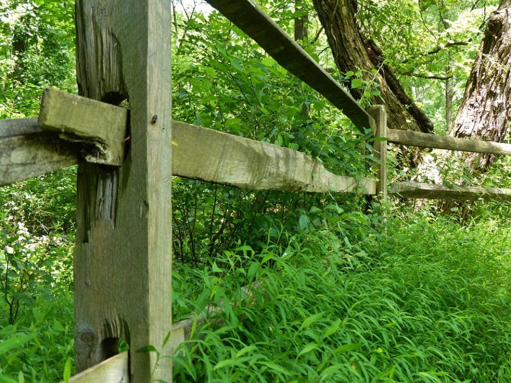 Fence Woods Forest Trees Park Grass Nature Fence Woods Forest Trees Park Grass Nature