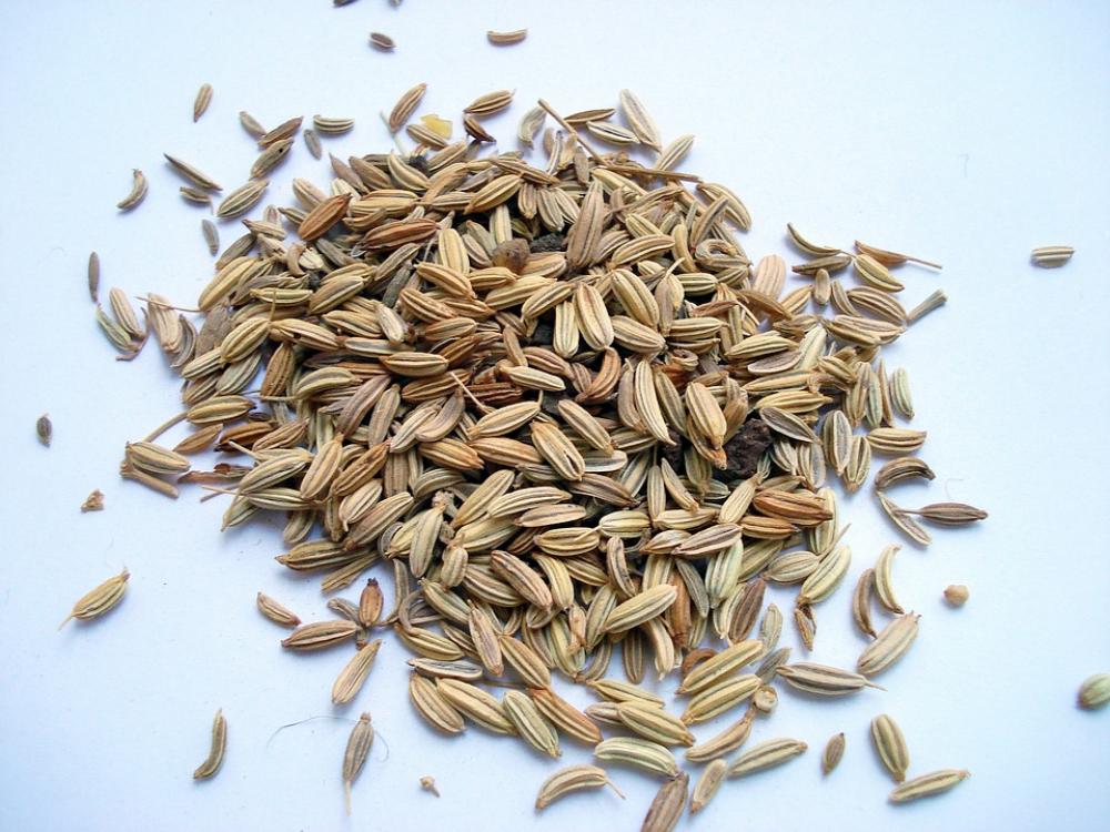 Fennel Fruit Fennel Sweet Fennel Fennel Fruit Fennel Sweet Fennel