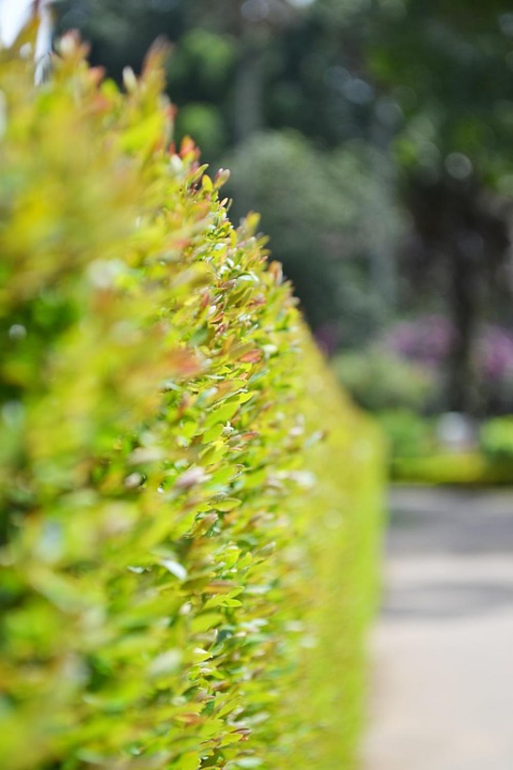 Fens Small Plants Small Leafs Green Leaves Fens Small Plants Small Leafs Green Leaves