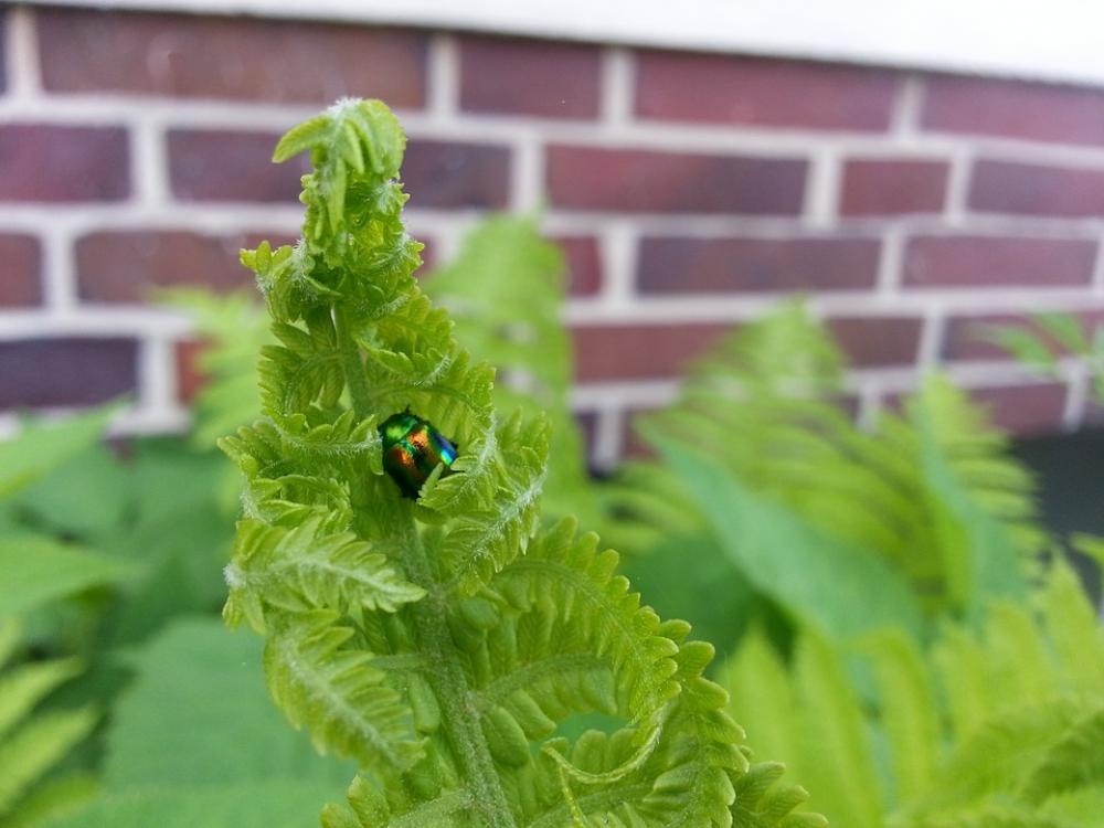 Fern Green Plant Beetle Nature Insect Animal Fern Green Plant Beetle Nature Insect Animal