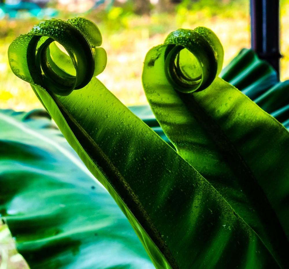 Fern Leaf Fern Green Fern Leaf Fern Green