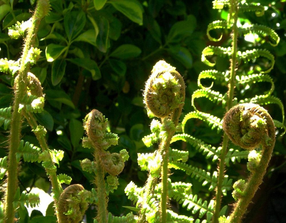 Fern Leaf Fern Green Plant Forest Fern Leaf Fern Green Plant Forest