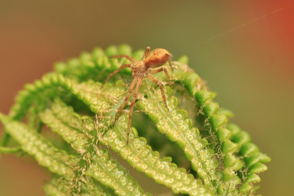 Fern Strecker Spider Green Plant Leaf Fern Forest Fern Strecker Spider Green Plant Leaf Fern Forest