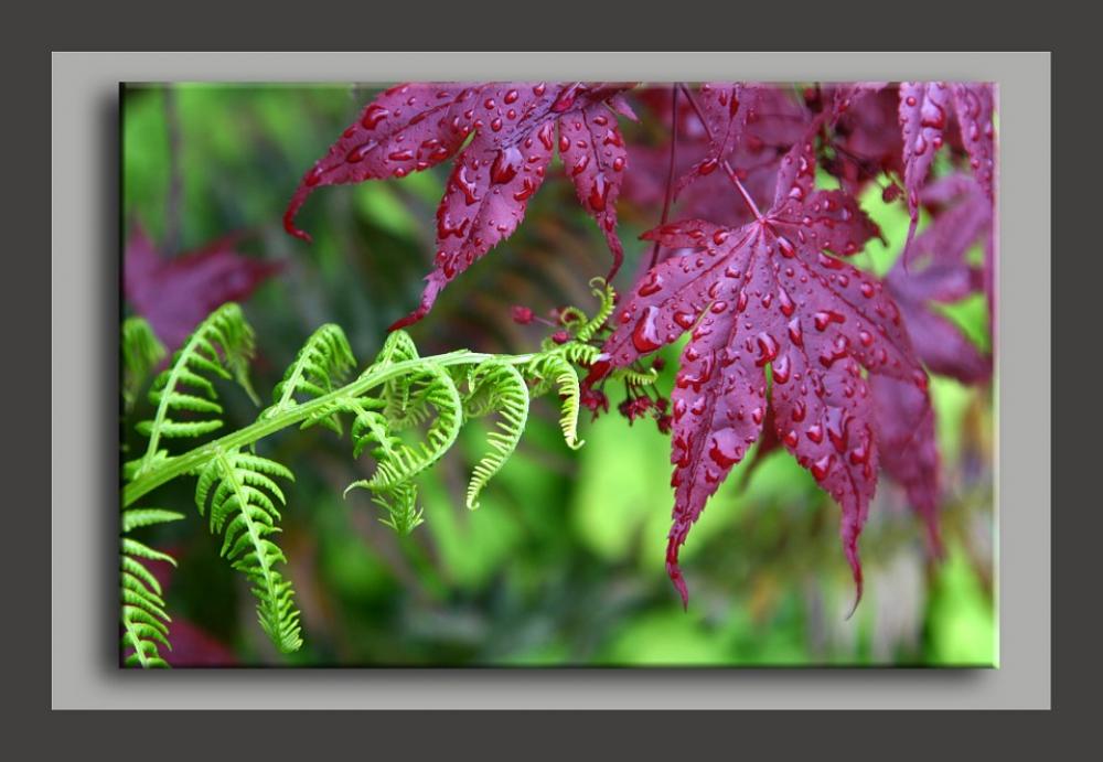 Fern Maple Rain Touching Touch Reach Fern Maple Rain Touching Touch Reach