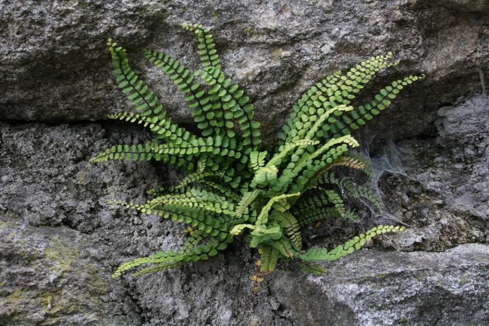 Fern Wall Green Plant Fern Wall Green Plant