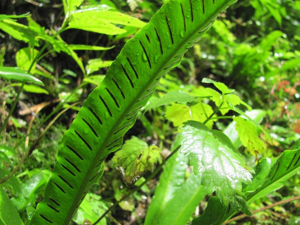 Fern Foliage Spóratartó Fern Foliage Spóratartó