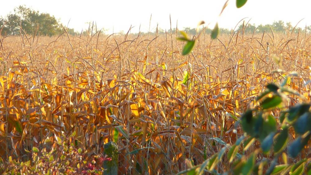 Field But Sunny Agriculture Field But Sunny Agriculture