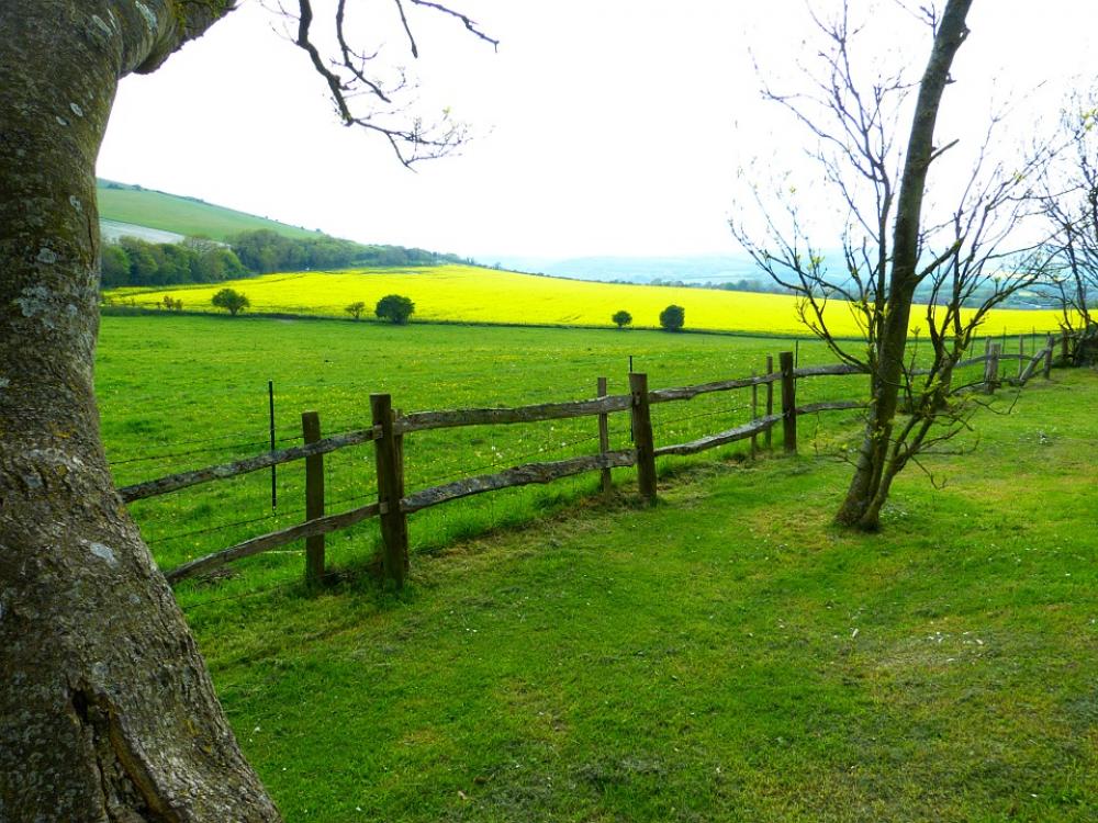 Field Meadow Oilseed Rape Green Landscape Field Meadow Oilseed Rape Green Landscape