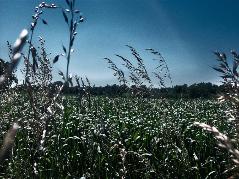 Field Summer Sky Nature Field Summer Sky Nature