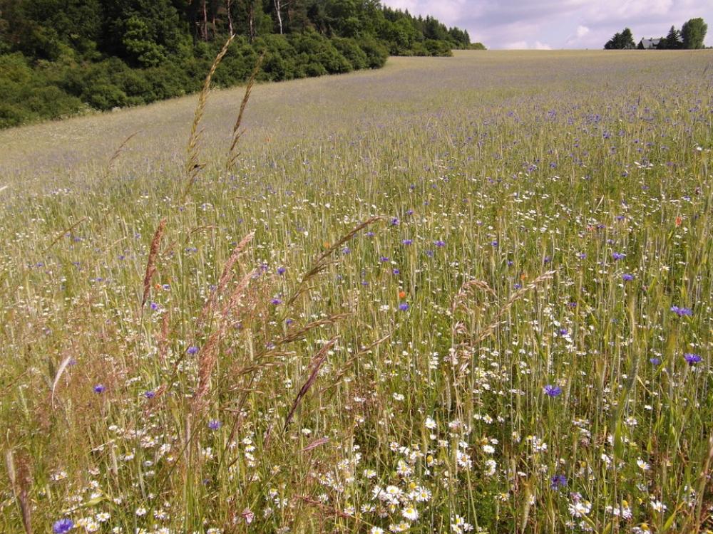 Field Floor Barley Cornflowers Field Floor Barley Cornflowers