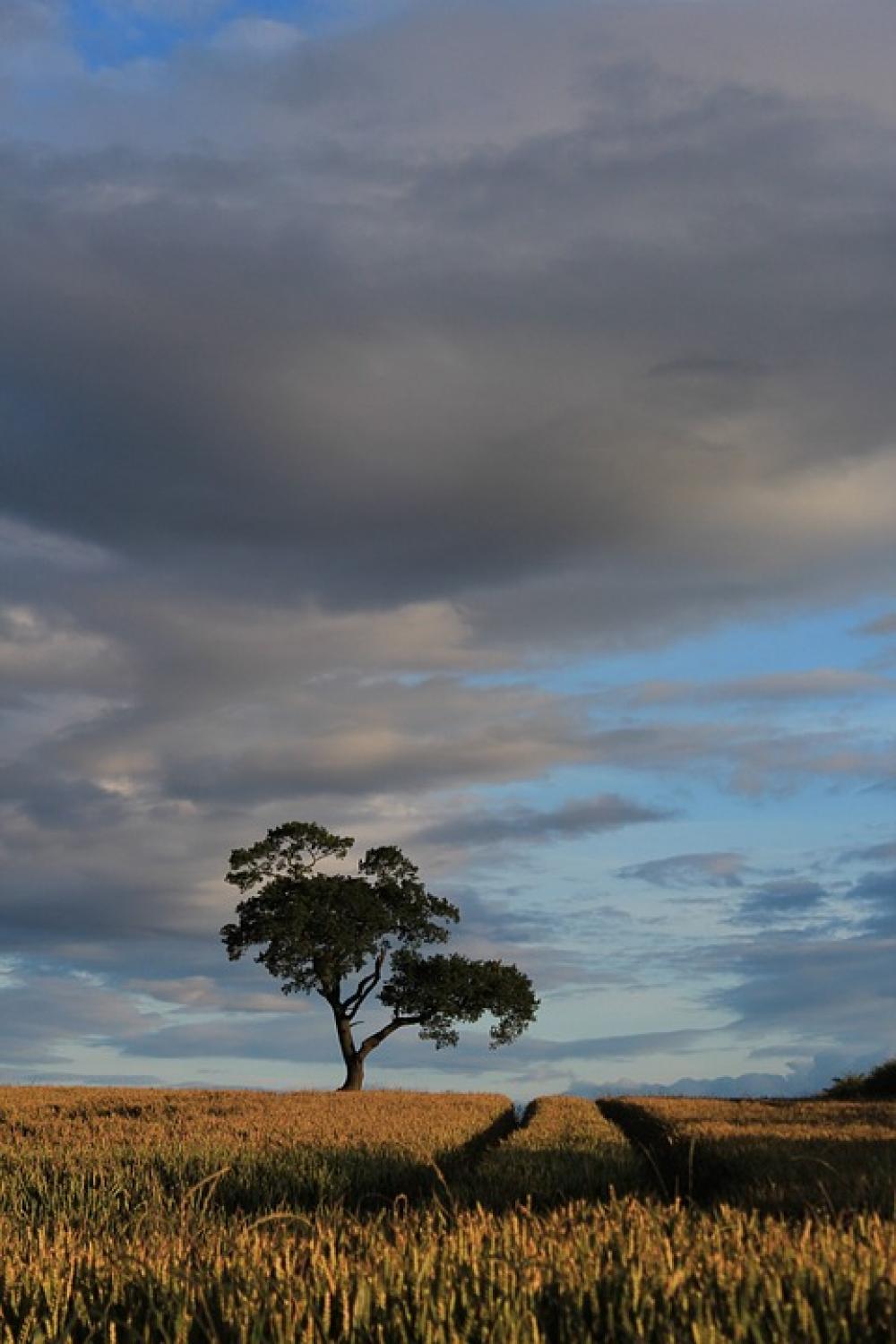 Field Autumn Sky Landscape Rural Nature Summer Field Autumn Sky Landscape Rural Nature Summer