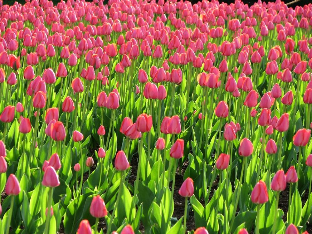 Field Pink Tulips Flowers Plants Flora Field Pink Tulips Flowers Plants Flora