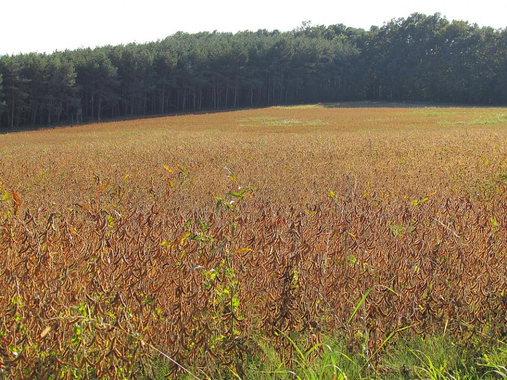 Field Arable Agriculture Plant Field Arable Agriculture Plant