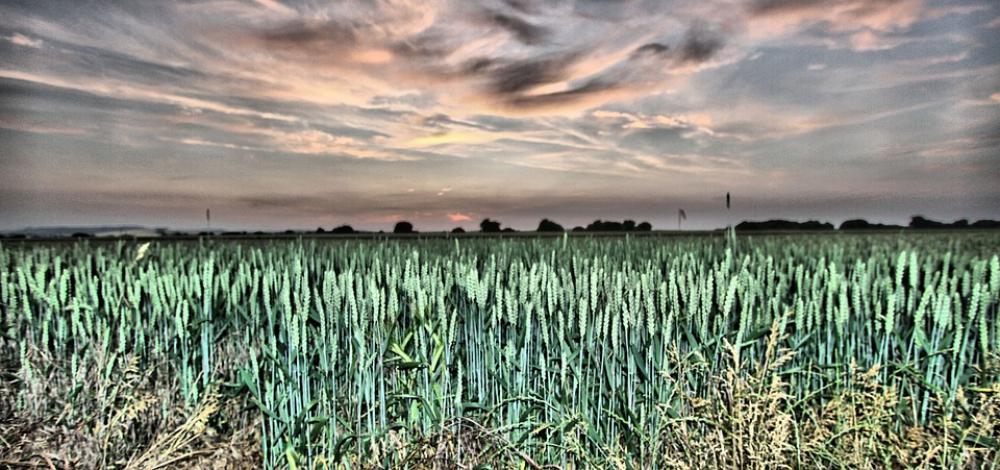 Field Crop Agriculture Farm Landscape Nature Field Crop Agriculture Farm Landscape Nature